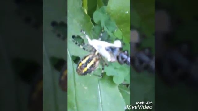 Ядовитый паук в России, Тульской области. Аргиопа-Брюнниха смотреть онлайн