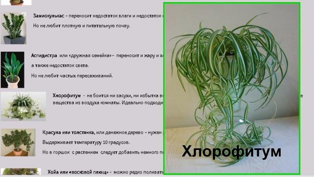Комнатные растения неприхотливые и красивые!  Мои рекомендации.