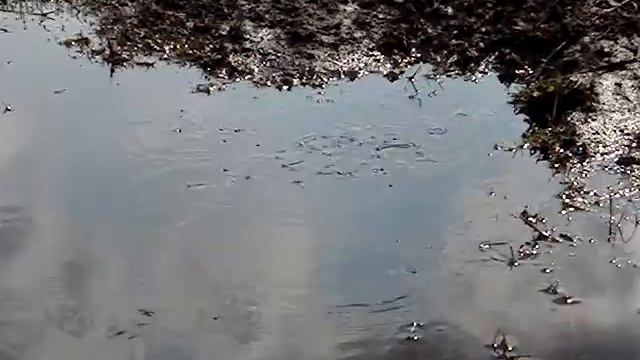 Водомерки резвятся на водной глади смотреть онлайн