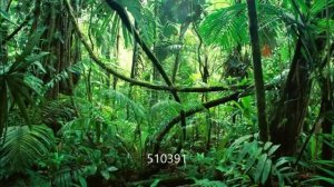 Звуки Тропиков