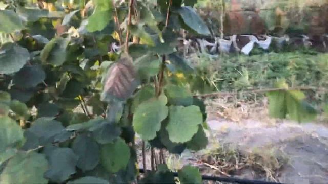 Фундук Трапезунд в питомнике «Ореховод-практик» 2021 ч.1 смотреть онлайн