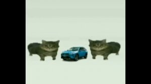 This is a Toyota cat meme