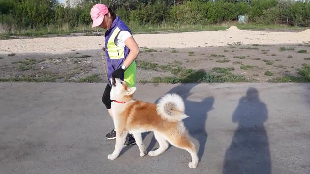 Акита Найто 5мес первые шаги в послушании смотреть онлайн