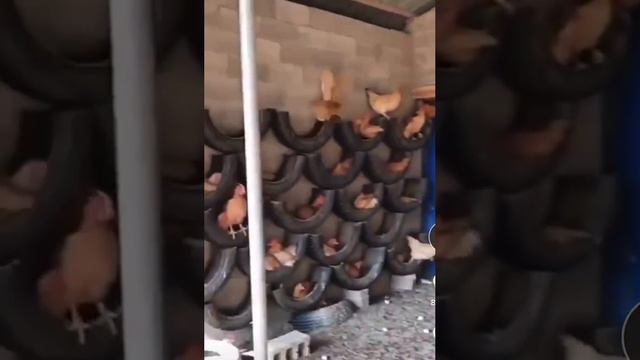 Life hack for the chicken coop 👍
