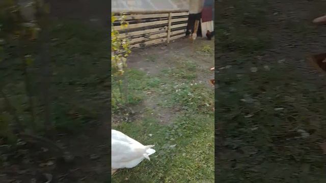 Птичий двор.Петушки, красные гребешки.