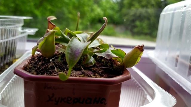 Растения-хищники на подоконнике.Кормление Непентесов. смотреть онлайн