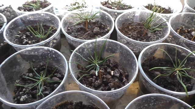 Выращивание корейского кедра из семян. Этап 3, перед зимовкой. смотреть онлайн