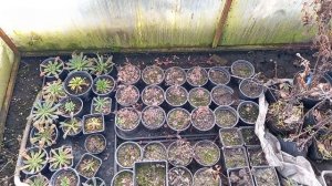 Неотапливаемая теплица. Первые работы с растениями. Что сегодня растет в теплице. Обзор.