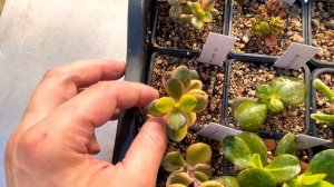 Результат укоренения черенков редких Крассул Толстянок денежных деревьев Crassula ovata из черенка