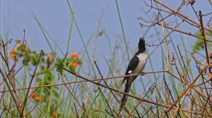 Jacobin Cuckoo mobbed | Birding India | Beauty of Nature