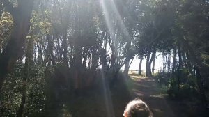 Самшитовая роща-выход к морю .Пицунда Абхазия. Начало октября 2019.