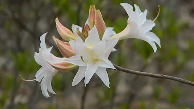 Rhododendron Byron смотреть онлайн