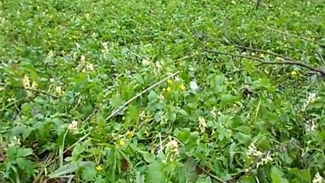 ВЕСЕННИЙ ЛЕС 2017 ГОДА смотреть онлайн