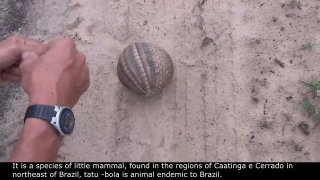 сюрприз от броненосца смотреть онлайн