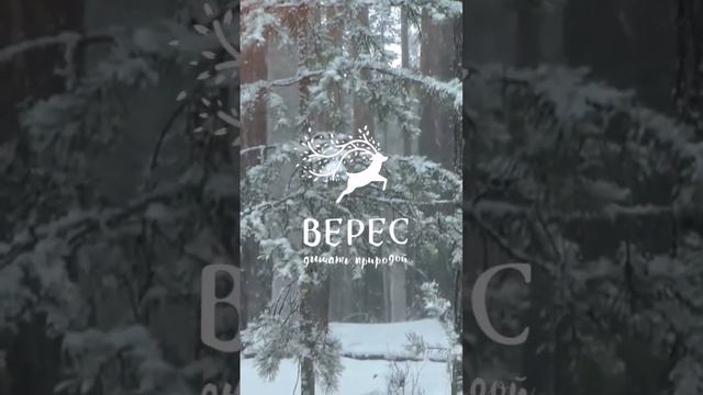 Дух уральской тайги таёжная мастерская "ВЕРЕС" vk.com/veres_eco instagram.com/veres_eco