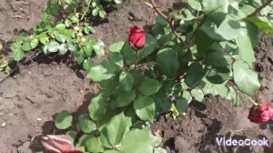 Роза Дон Жуан