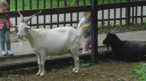 Живой уголок в парке «Кузьминки-Люблино» (15.06.2022)