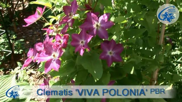 Clematis & Chopin смотреть онлайн