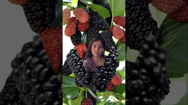 MULBERRIES FRUIT SPLIT #youtubeshorts #simplelivinginusa  #shorts