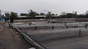CARA APLIKASI PROBIOTIK