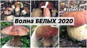 ШОК! Волна БЕЛЫХ ГРИБОВ! Колосовики_ Боровики. Часть 2.