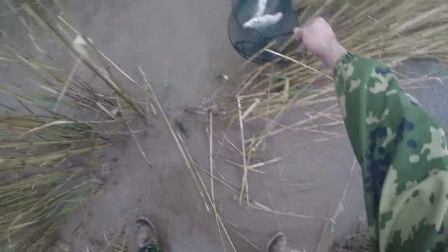 Голавлиный пост #6: май - голавля не прозевай! Catching Chub
