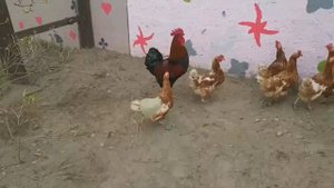 Попона для кур- несушек. Не всё так просто и легко)