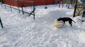 Питбуль против Лайки