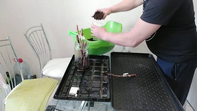 Что нужно делать после укоренения черенков винограда.