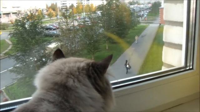 ШПРОТИК мио КОТИК смотреть онлайн