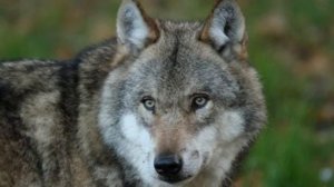 Душевная песня волки тоже умеют любить🐺