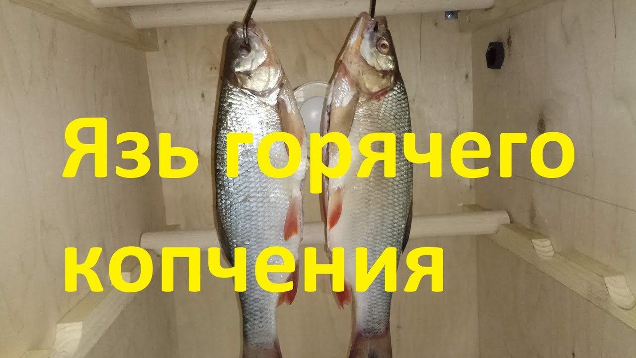 Язь горячего копчения