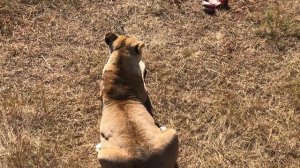 На кормление пришли только Чук и львица! Lions in Taiga. Crimea