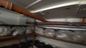 #11 Бизнес В Гараже. Фаза _Шок_. Выращивание Шампиньонов