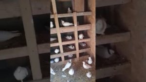 Армянские голуби во Франции - Голуби Рустама. Pigeons Arméniens en France