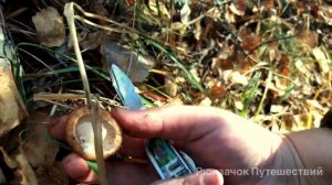 Опенок толстоногий как отличить и где собирать