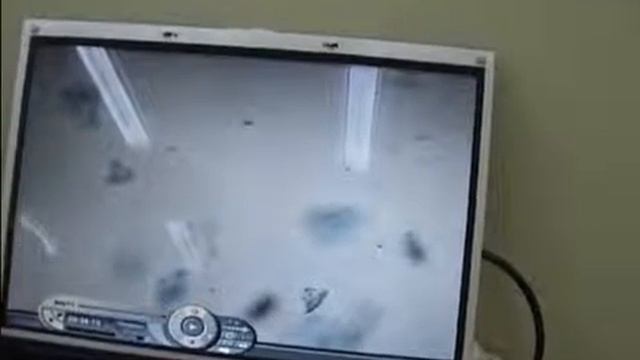 Исследование EcoFood. Настройка микроскопа смотреть онлайн