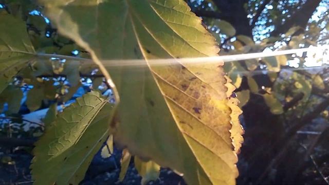 утра свет листвы осенней смотреть онлайн