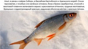Фото и описание рыбы Плотва
