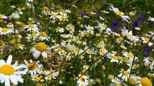 MiniTrip (Миргород-Гоголево-Шишаки-Яреськи-Матяшовка)