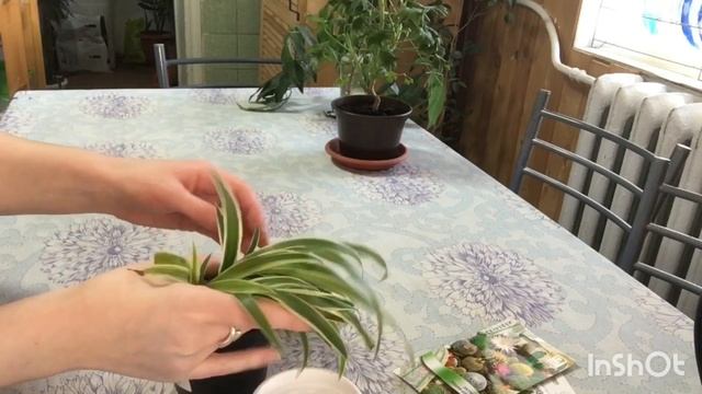 Укоренение хлорофитума «малышей» . Разновидность "Variegatum" ? #ВиленаЦветкова