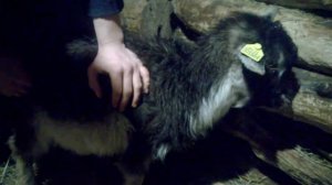 топ 5-самых смешных имён в стаде коз