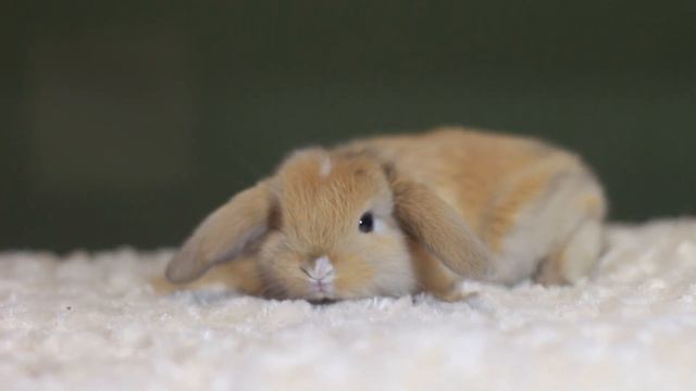 ДВ Хирохито, минилоп, японский голландский (mini lop harlequin dutch) смотреть онлайн