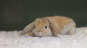 ДВ Хирохито, минилоп, японский голландский (mini lop harlequin dutch)