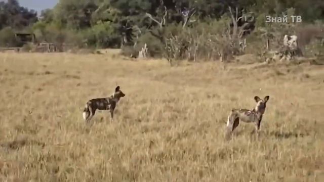 Он вам вовсе не БАРСУК! МЕДОЕД ПРОТИВ львов, леопардов, варана, змей, и даже крокодила смотреть онлайн