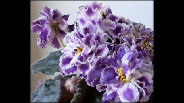 Фиалки Власовой Елены смотреть онлайн