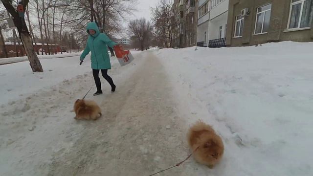 Что нельзя беременной собаке. Шпиц Оливия обделена вниманием. Роды собаки породы шпиц уже скоро