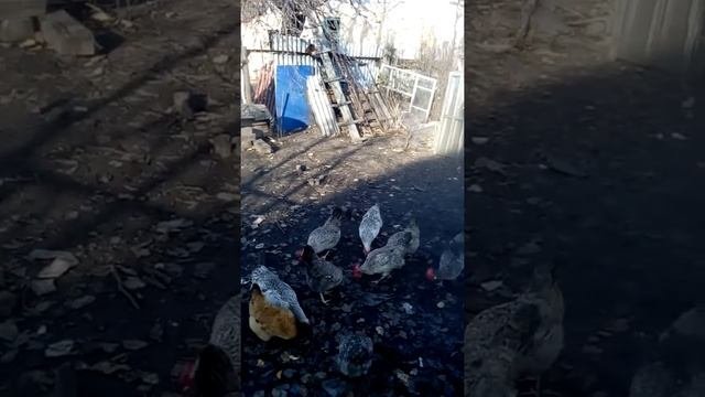Борковская барвиста
