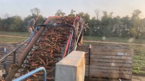 "1 тонна моркови за 90 секунд" - Уборка комбайном Асалифт