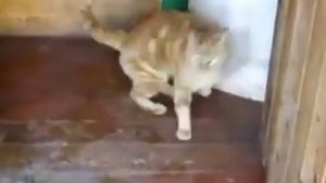 ШОК!!! УЖАС!!! Медведь съел кота / Russian Cat vs Funny Bear !